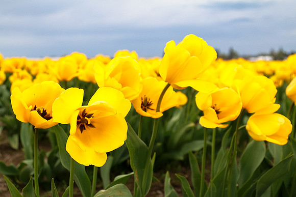 Tulip Festival (Roozen Garde)