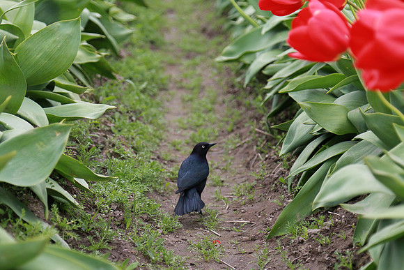 Tulip Festival (Roozen Garde)
