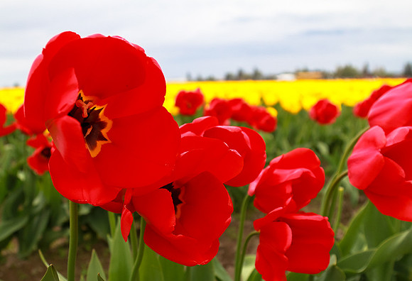Tulip Festival (Roozen Garde)