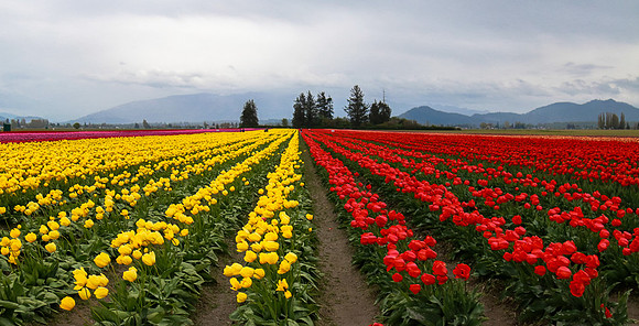 Tulip Festival (Roozen Garde)