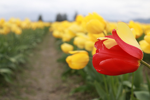 Tulip Festival (Roozen Garde)