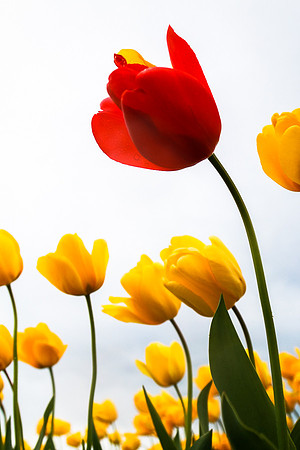 Tulip Festival (Roozen Garde)