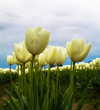 Tulip Festival (Roozen Garde)
