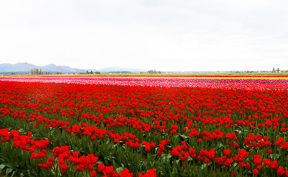 Tulip Festival (Roozen Garde)
